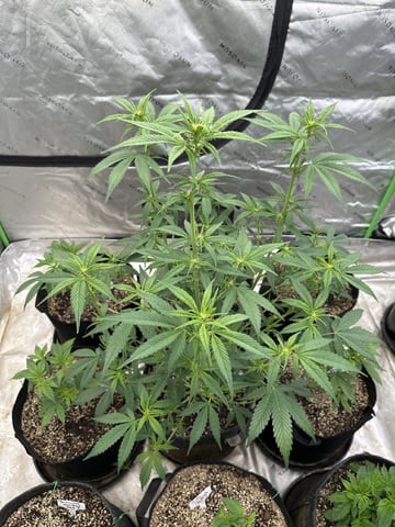 Bannana Jelousy x Guava Auto — flower, day 63