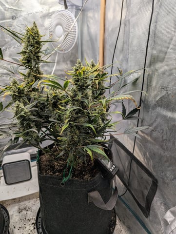 Fastbudz Ztrawberriez — flower, day 59