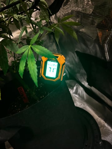 Am inside — vegetative, day 14