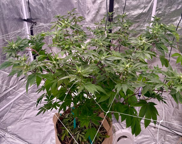 grow 4 — flower, day 68