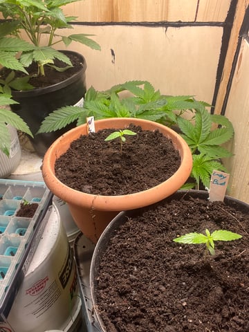 easy bud auto & nothern lights auto — vegetative, day 10