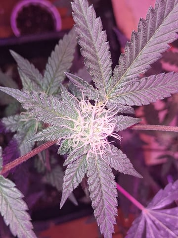 White Widow & Skittlez — flower, day 30