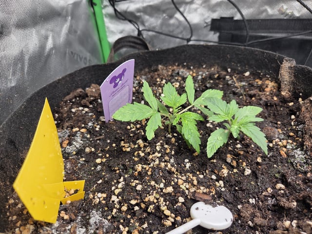 Automatic — vegetative, day 20