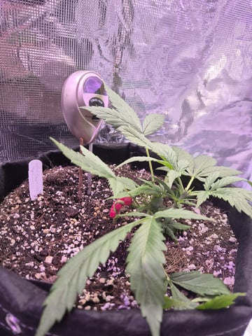 Kalini Asia Auto  — flower, day 46