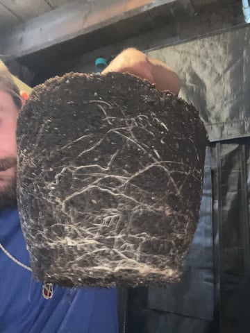 Queen B  — harvest, day 81