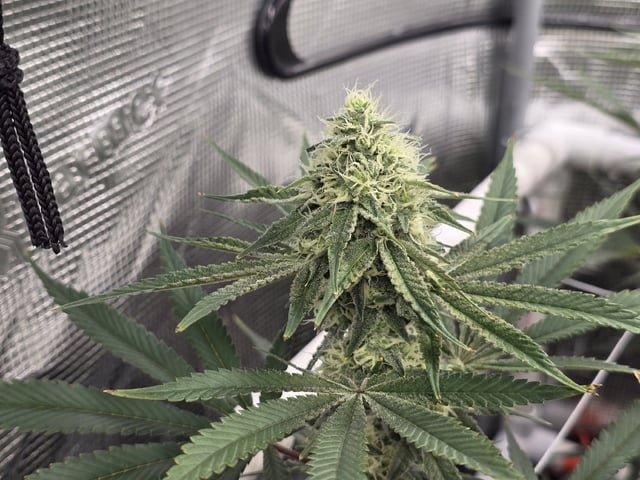 Grow 5.o — flower, day 85