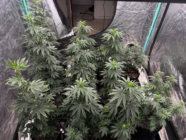 Mixed Freebies — flower, day 76
