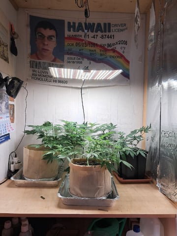 Gugugaga — flower, day 36