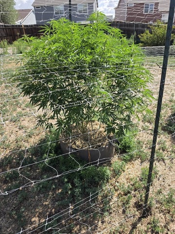 Outdoor 2026 — vegetative, day 8