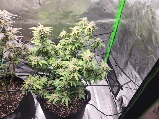 Fat Matt's 1st grow — flower, day 33