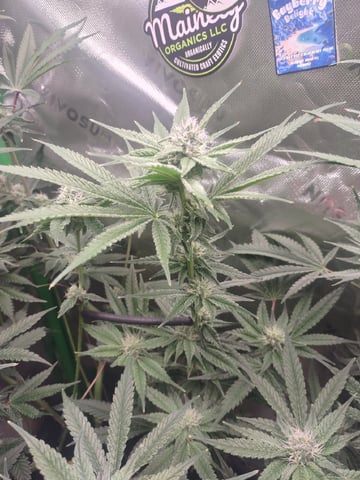 Mainely Genetics Micro Pheno Hunt — flower, day 68