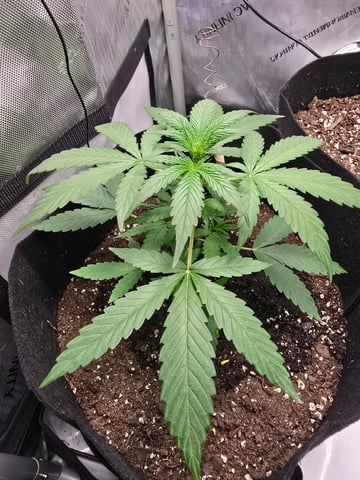 Pull my finger and Mowie Wowie — grow_setup, day 52