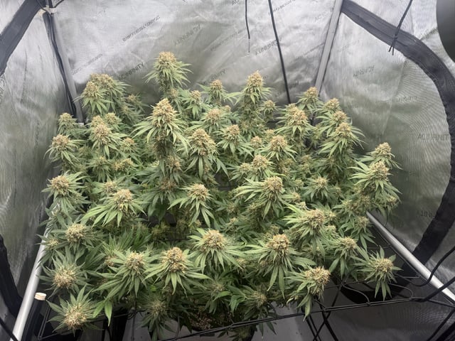 Another hard start! — flower, day 100