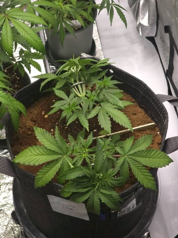 Gummies Bear & Blackberry Auto — vegetative, day 17
