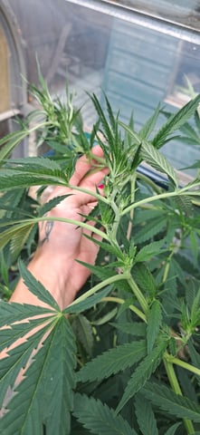 1st grow (green house)(natural) — flower, day 73