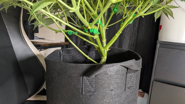 Strawberry Cheesecake Seedsman Seeds Autoflowers x2 — flower, day 39