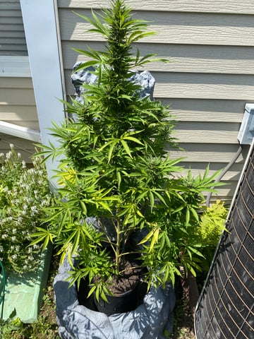 widows’ mimosa f1 — flower, day 117