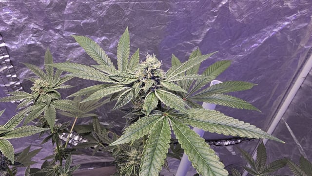 first grow adventure  — flower, day 91