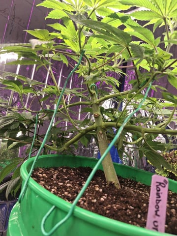 Rainbow Unicorn  — vegetative, day 60