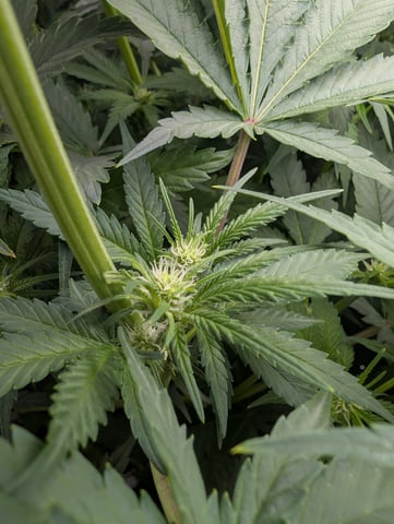 Acapulco Gold  — flower, day 73