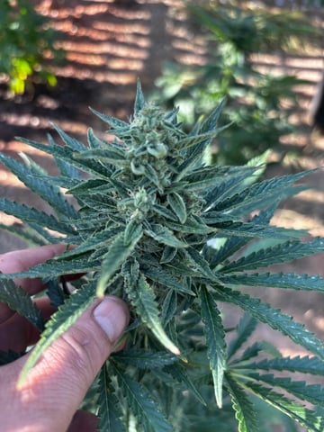 Autoflowers — flower, day 49