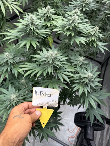 Goofy’s Grow  — flower, day 95
