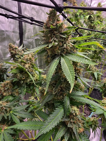 Chum Chum grow — flower, day 4