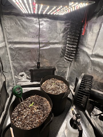 Gorilla Cookies — 1st Grow — seedling_rooting, day 10