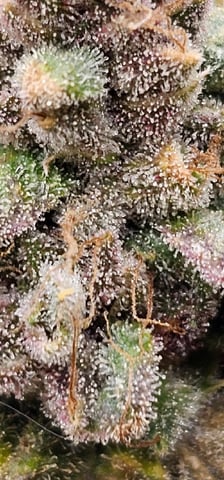 perfect circle/ cherrymac1 X candyland cross  — flower, day 46