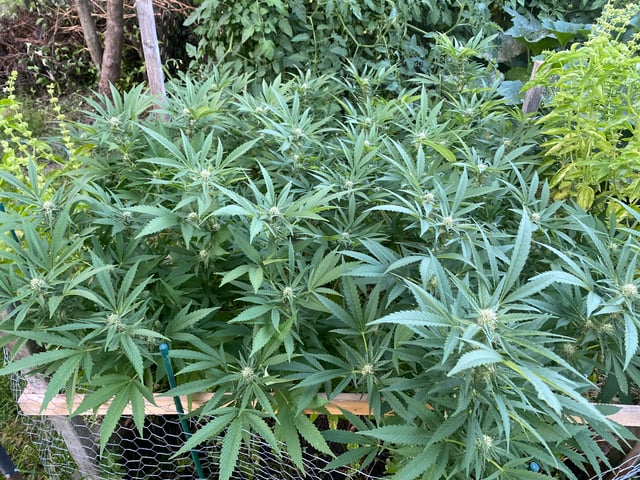 queen of soul X cap junky  — flower, day 154