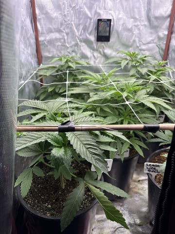 first grow in new 2x2 — vegetative, day 51