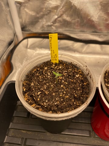 Widows Mimosa(auto) F2 progeny — seedling_rooting, day 5