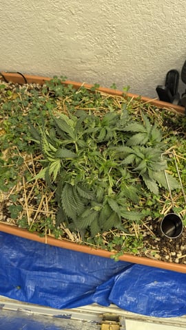 Summer Grow  — flower, day 38