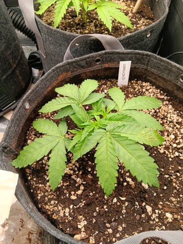 HP CC — vegetative, day 30