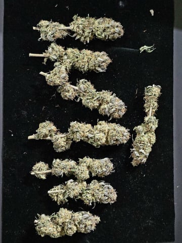Mandarin Skywalker Crasher — harvest, day 160