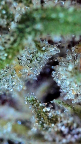 Auto Run #1 2025-2026 — harvest, day 105