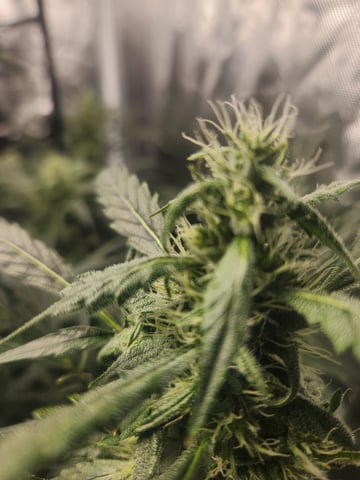 Sour Diesel — flower, day 21