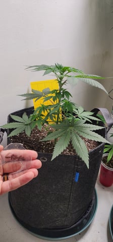 Orange cream pop and sour strawberry — vegetative, day 35