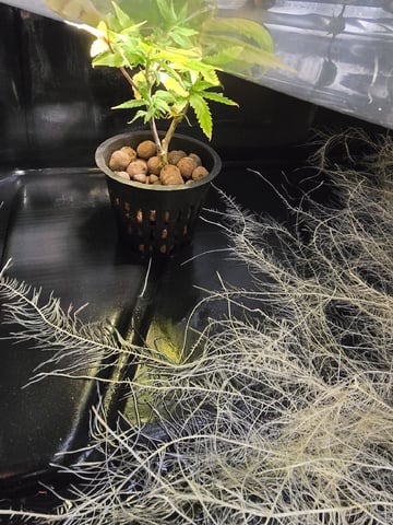 Glookies by Barneys Farm — seedling_rooting, day 13