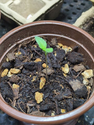 Audrey III — seedling_rooting, day 3