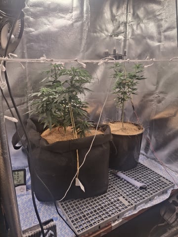 1st Grow - ROYAL MOBY (indoor)(photop.) — vegetative, day 71