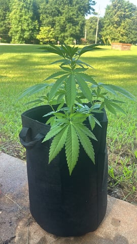 Reign Water — vegetative, day 19