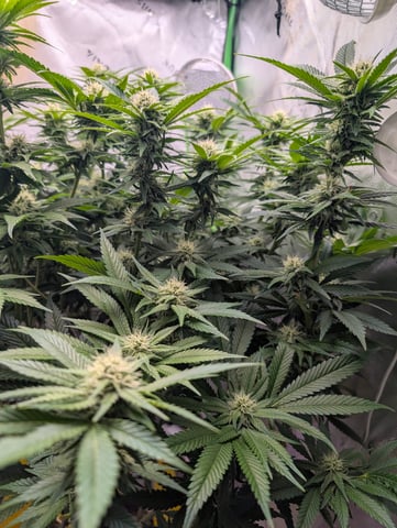 Golden Goat — flower, day 10