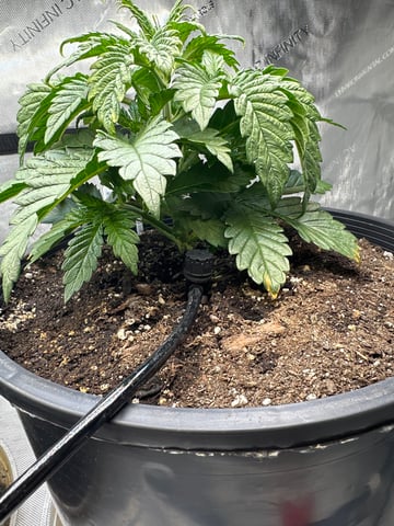 White Russian — vegetative, day 22