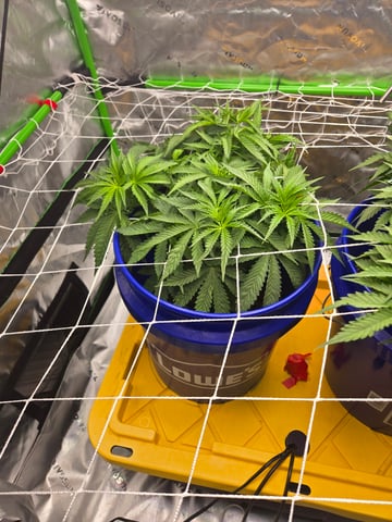 Fastbuds Autoflower Run — flower, day 42