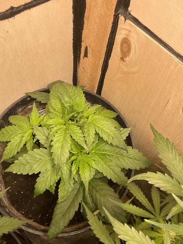Cherry Pie  — vegetative, day 3