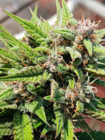 Lsd25, Dosido,GDP All Autos. — grow_setup, day 58