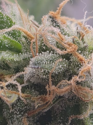 Kalini Asia Auto  — flower, day 61