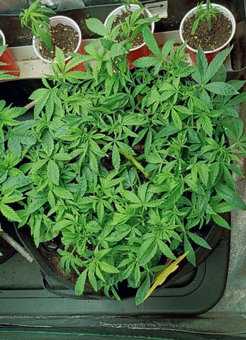 Purple Plum Perfect 💜 & 2 Grape Runtz 🍇 Mainlining garden.  — vegetative, day 147