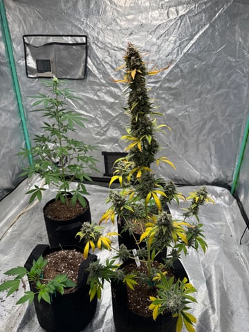 white runtz auto flower — flower, day 87